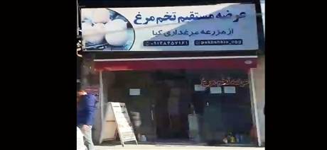 عرضه مستقیم تخم مرغ - از مزرعه مرغداری کیا